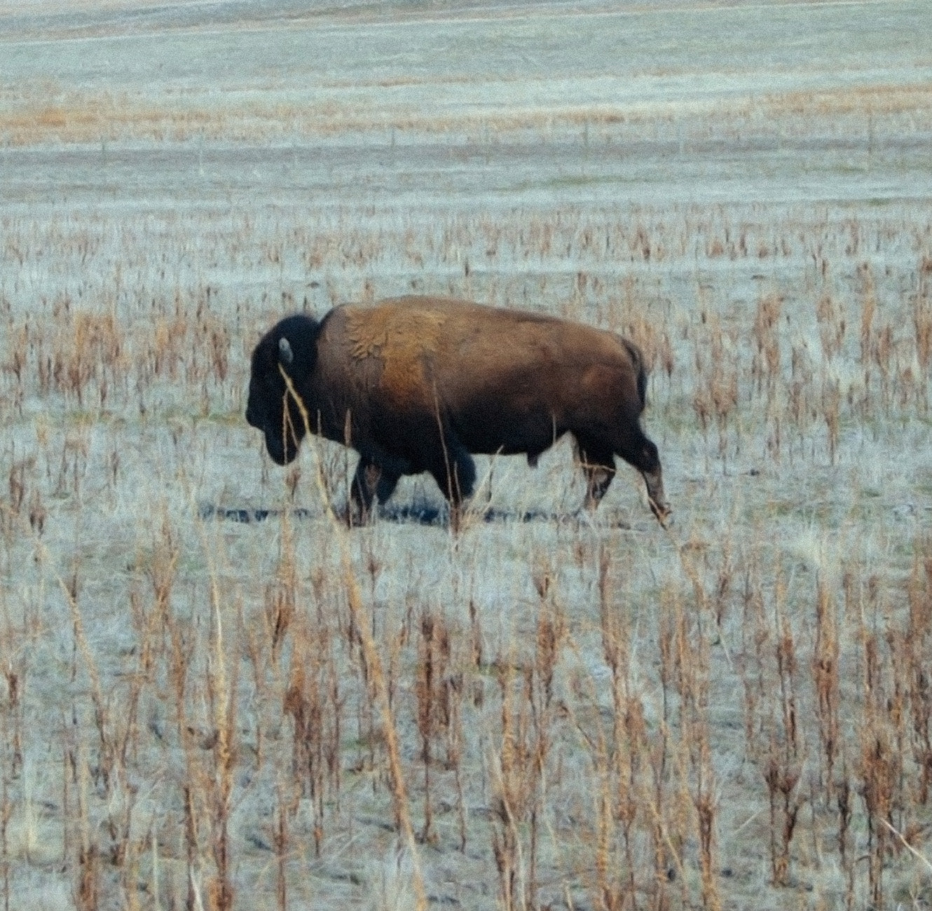 Lakota Way 617b3ce9 a45a 40c8 a1d4 7d96d9a2856e